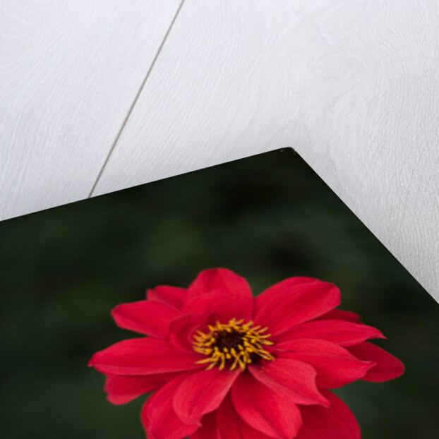 Dahila 'Bishop of Llandaff' by Philip Smith