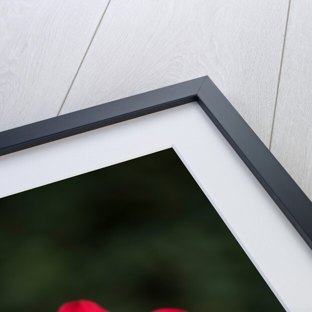 Dahila 'Bishop of Llandaff' by Philip Smith