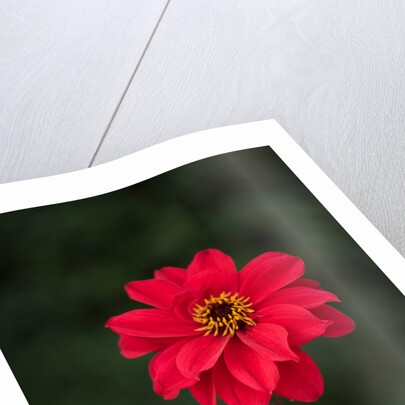 Dahila 'Bishop of Llandaff' by Philip Smith