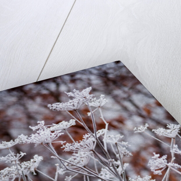 Frosted fennel by Philip Smith