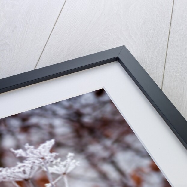 Frosted fennel by Philip Smith