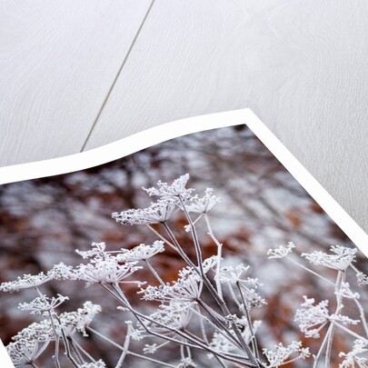 Frosted fennel by Philip Smith
