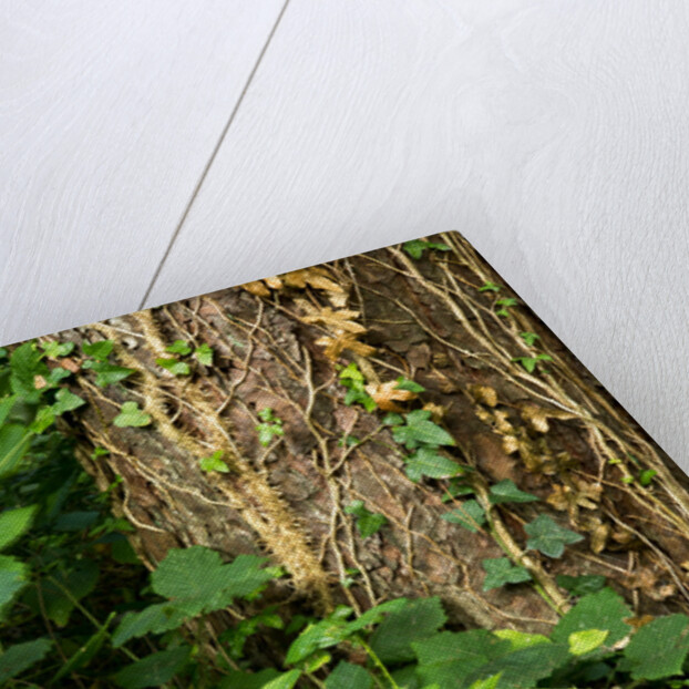 Cwm Ivy by Philip Smith