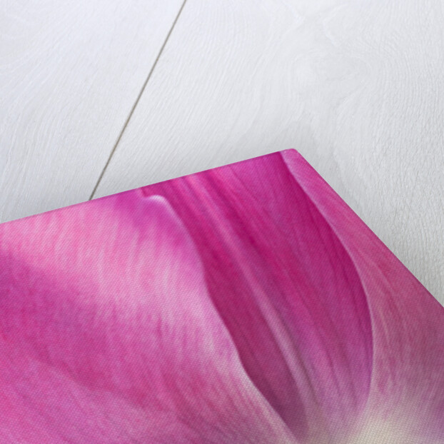 Tulip 'Atilla' by Philip Smith