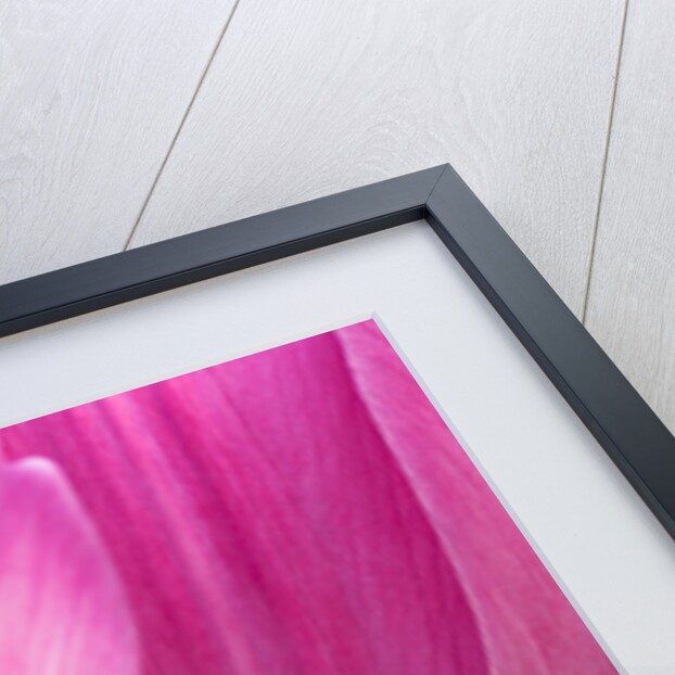 Tulip 'Atilla' by Philip Smith