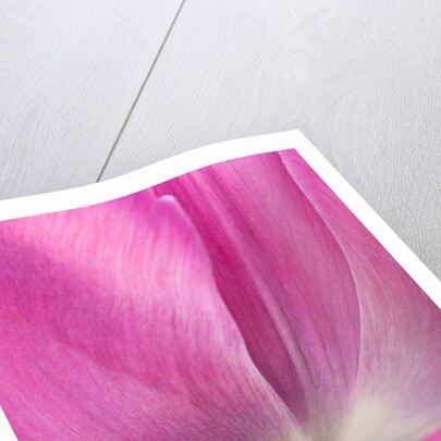 Tulip 'Atilla' by Philip Smith