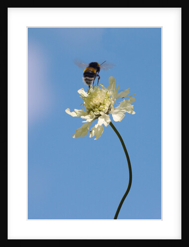 Bumble bee leaping off Cephalaria gigantea by Philip Smith