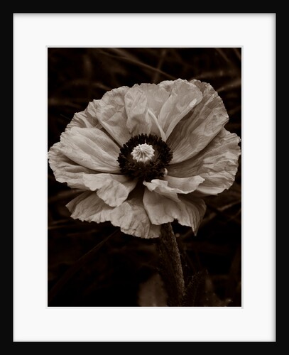 Papaver orientale by Philip Smith