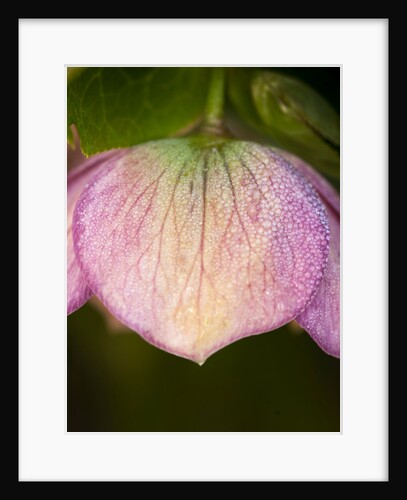 Helleborus orientale by Philip Smith