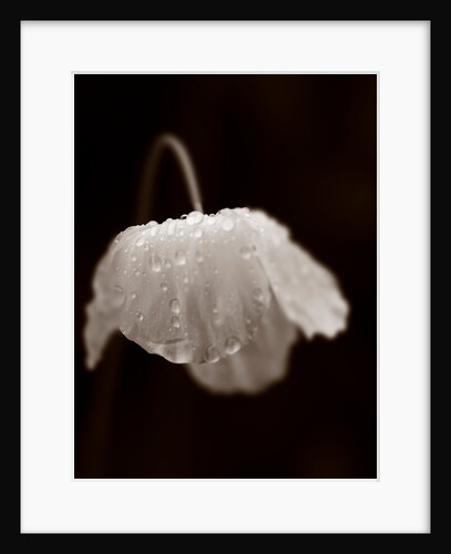 Welsh poppy by Philip Smith
