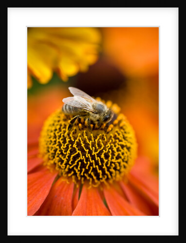 Bee on Helenium by Philip Smith