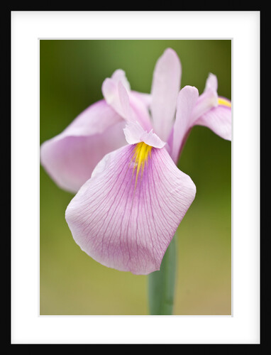 Rose Queen by Philip Smith