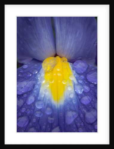 Blue dutch iris by Philip Smith