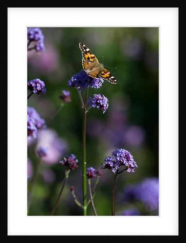 Painted Lady by Philip Smith