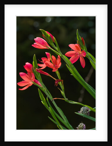 Kaffir Lily by Philip Smith