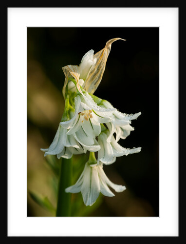 Allium triquetrum by Philip Smith