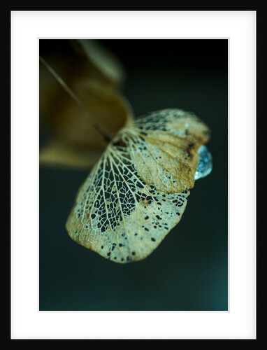 Hydrangea in Winter by Philip Smith