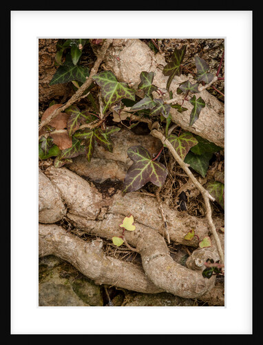 Winter Hedgerow by Philip Smith
