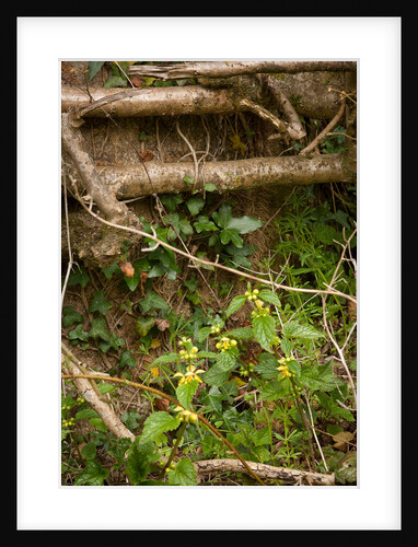 Spring Hedgerow by Philip Smith