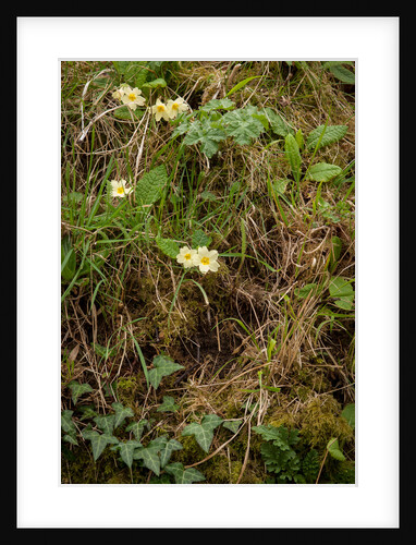 Spring Hedgerow by Philip Smith