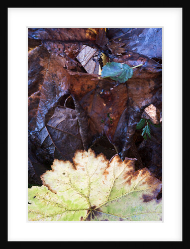 Rodgersia in Winter by Philip Smith