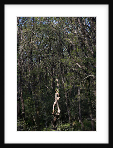 Yarner Woods by Philip Smith