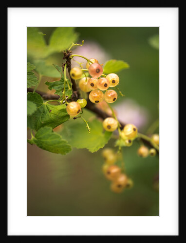 White Berries by Philip Smith
