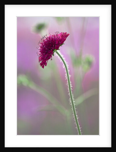 Knautia macedonica by Philip Smith