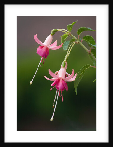 Fuchsia 'Falklands' by Philip Smith