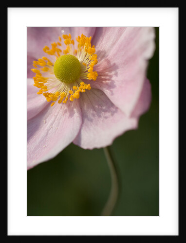Japanese Anemone by Philip Smith
