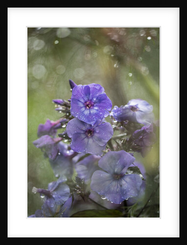 Phlox paniculata by Philip Smith