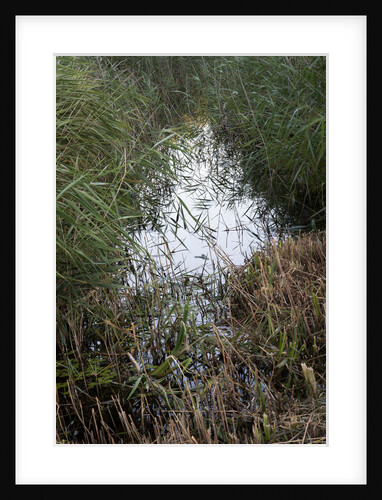 Strumpshaw Fen by Philip Smith