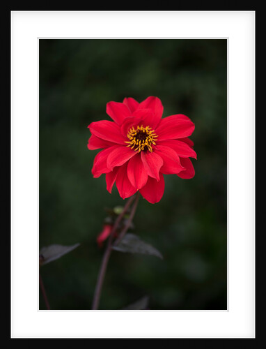 Dahila 'Bishop of Llandaff' by Philip Smith
