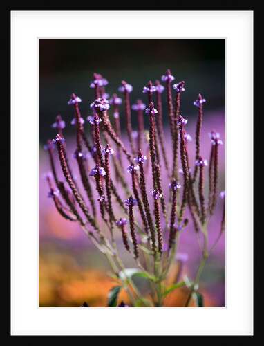 Verbena hastata by Philip Smith