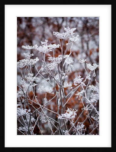 Frosted fennel by Philip Smith