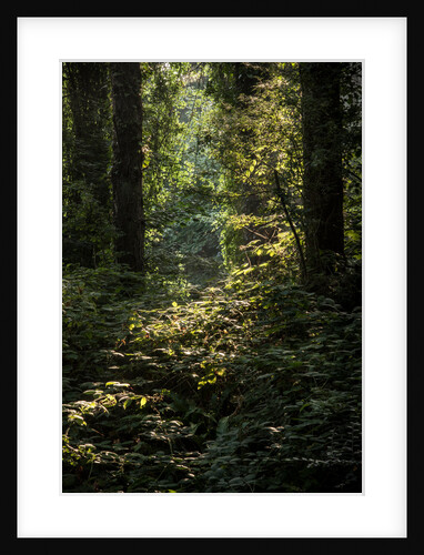 Cwm Ivy by Philip Smith