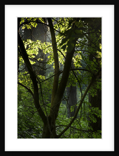Cwm Ivy by Philip Smith
