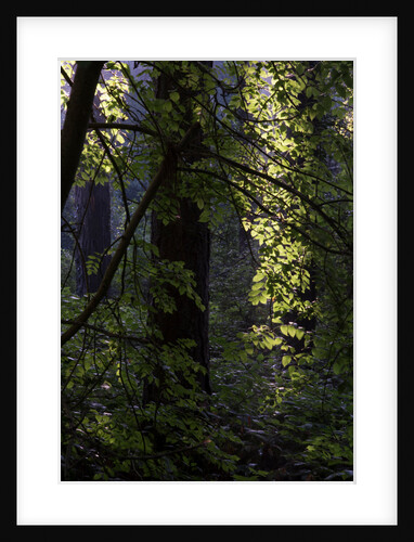 Cwm Ivy by Philip Smith