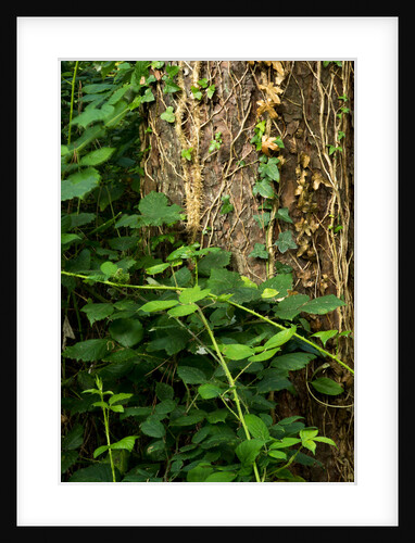 Cwm Ivy by Philip Smith
