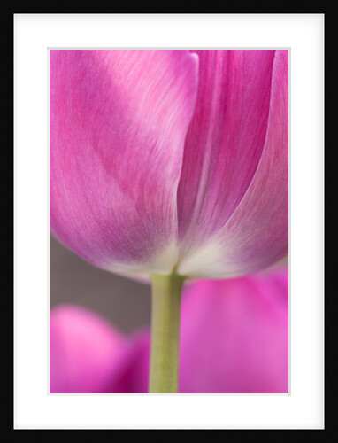 Tulip 'Atilla' by Philip Smith