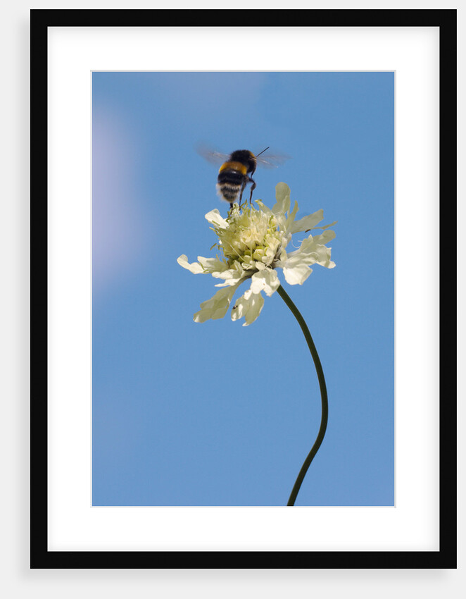 Bumble bee leaping off Cephalaria gigantea by Philip Smith