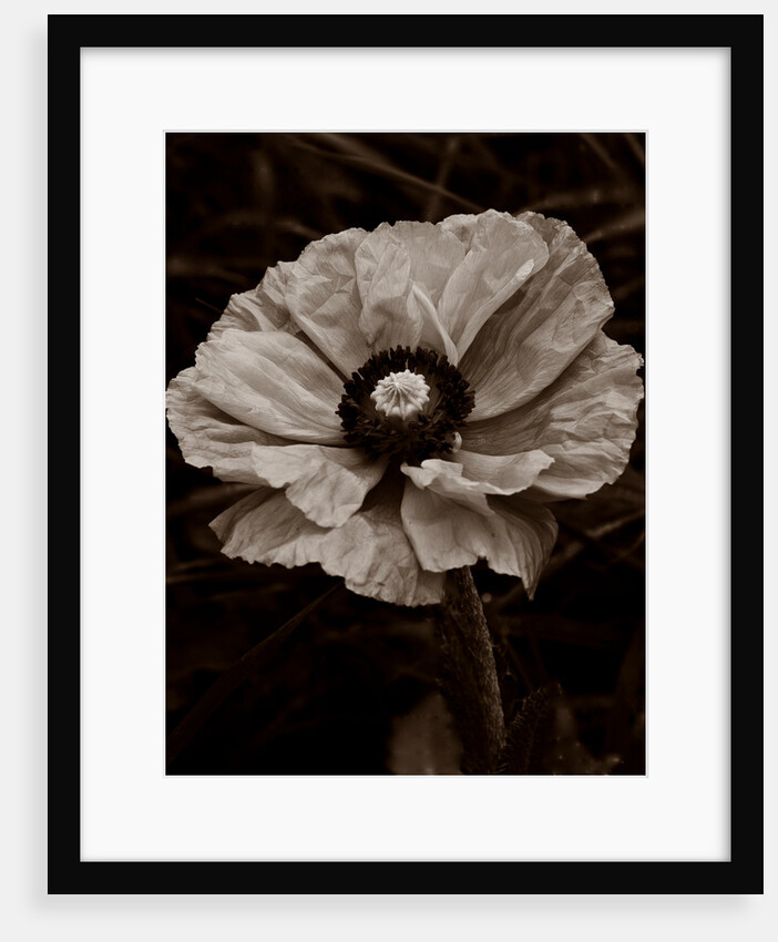 Papaver orientale by Philip Smith