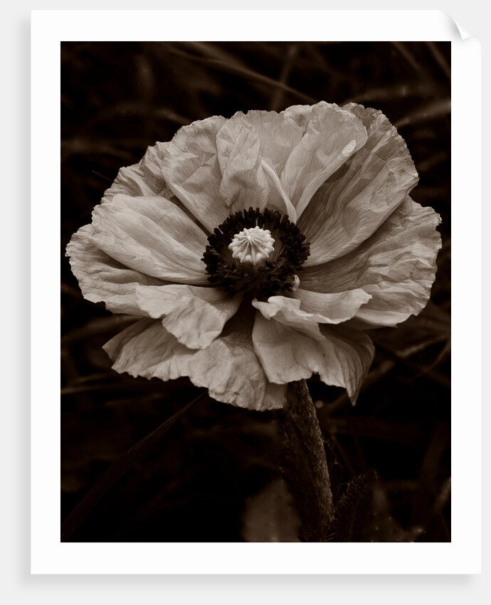 Papaver orientale by Philip Smith