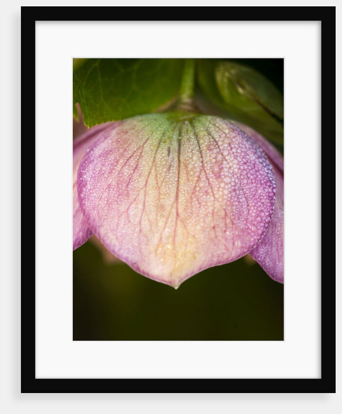 Helleborus orientale by Philip Smith