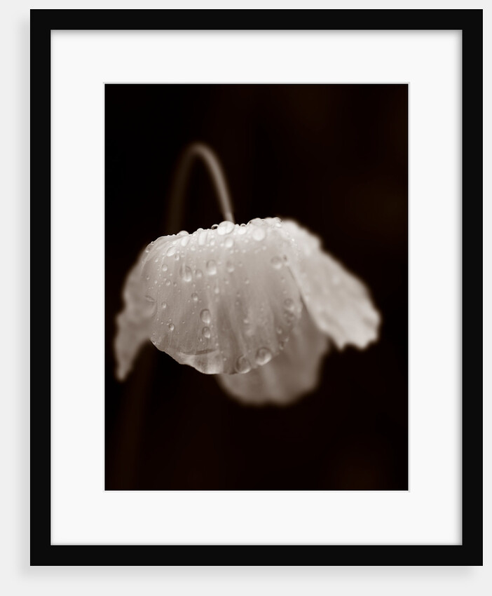 Welsh poppy by Philip Smith