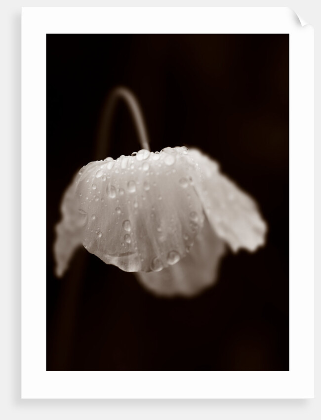 Welsh poppy by Philip Smith