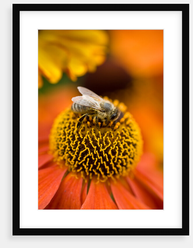 Bee on Helenium by Philip Smith