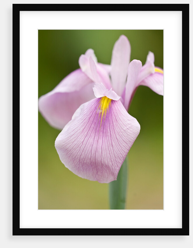 Rose Queen by Philip Smith