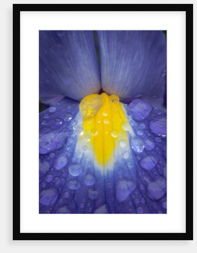 Blue dutch iris by Philip Smith
