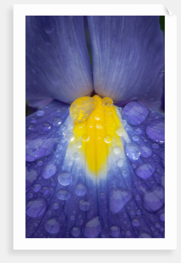 Blue dutch iris by Philip Smith